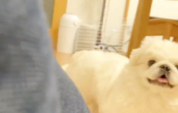 飼い主さんに近づくぷんちくん