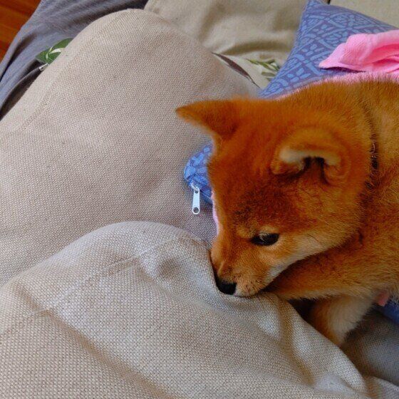 甘噛み中の柴犬