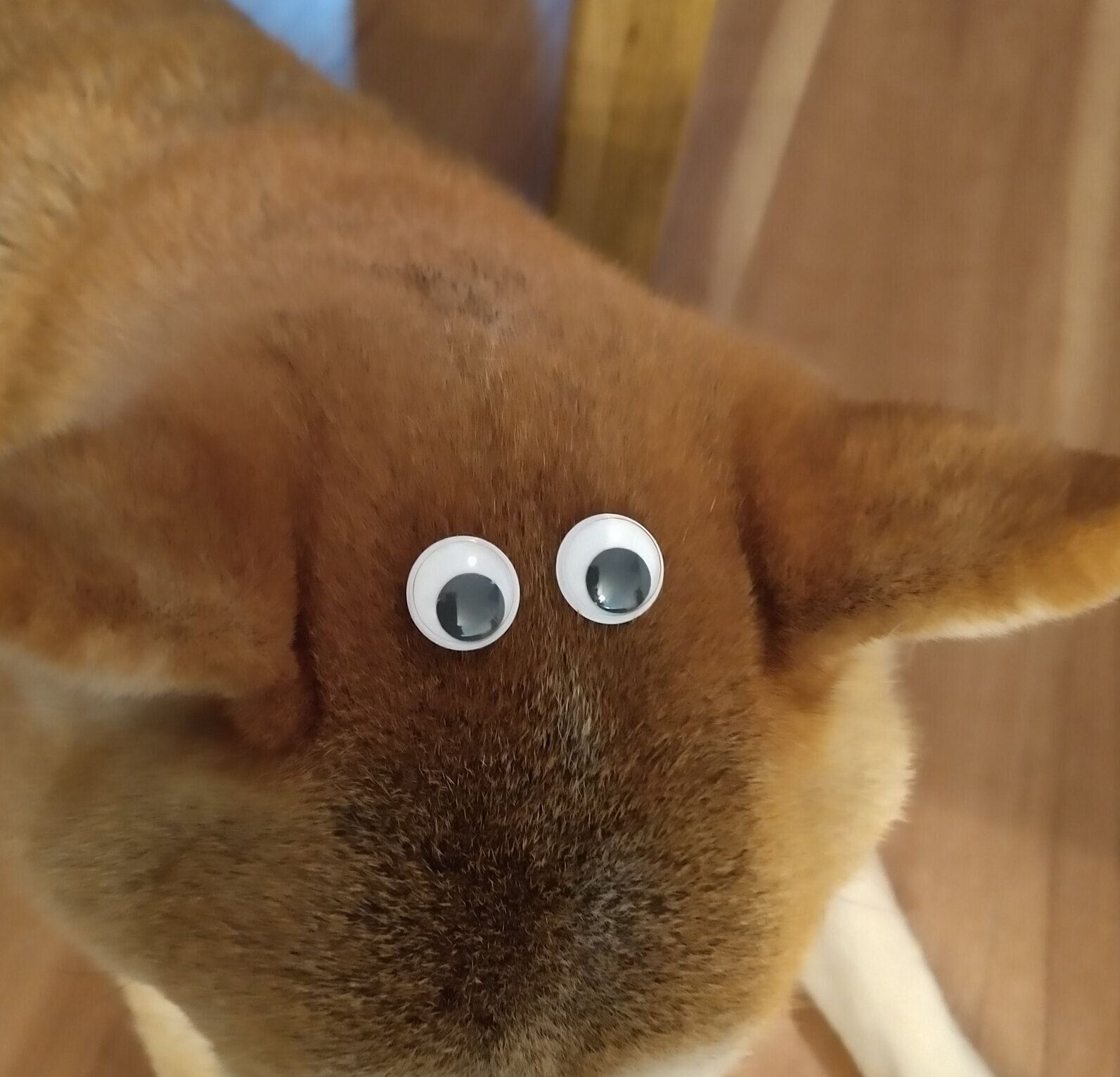 ↑シールだと毛にくっついてしまうので、貼らずに乗せてます