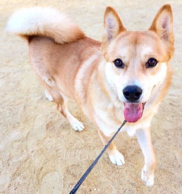 お散歩を楽しむ福くん