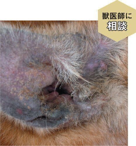 黒く変色した犬の耳