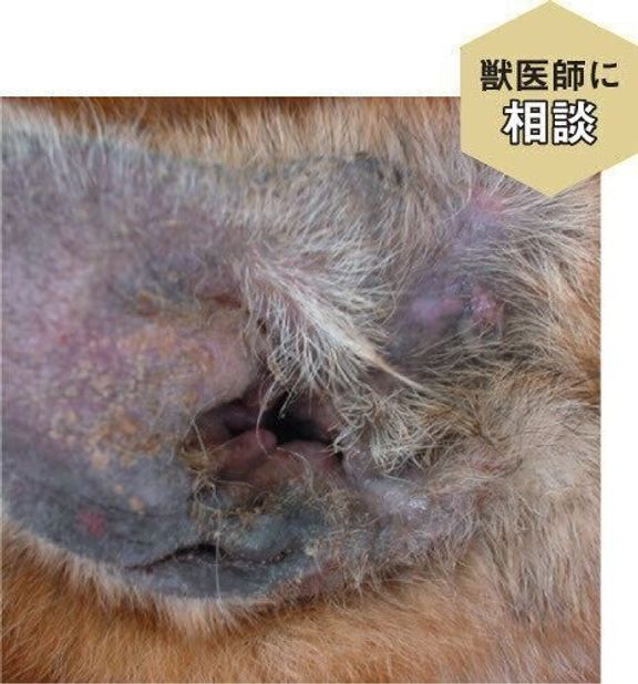 黒く変色した犬の耳
