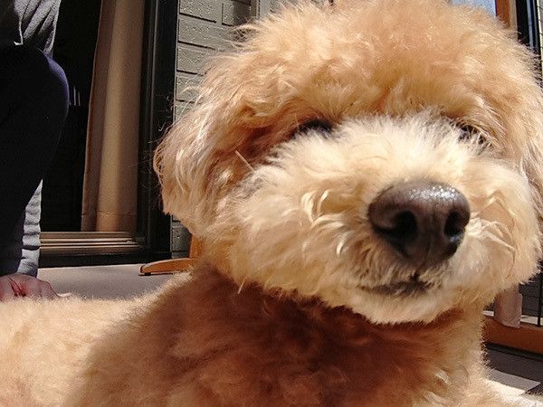 見つめるトイ・プードル