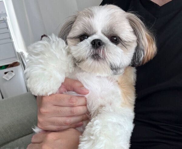 まんまる顔が可愛いあいすちゃん