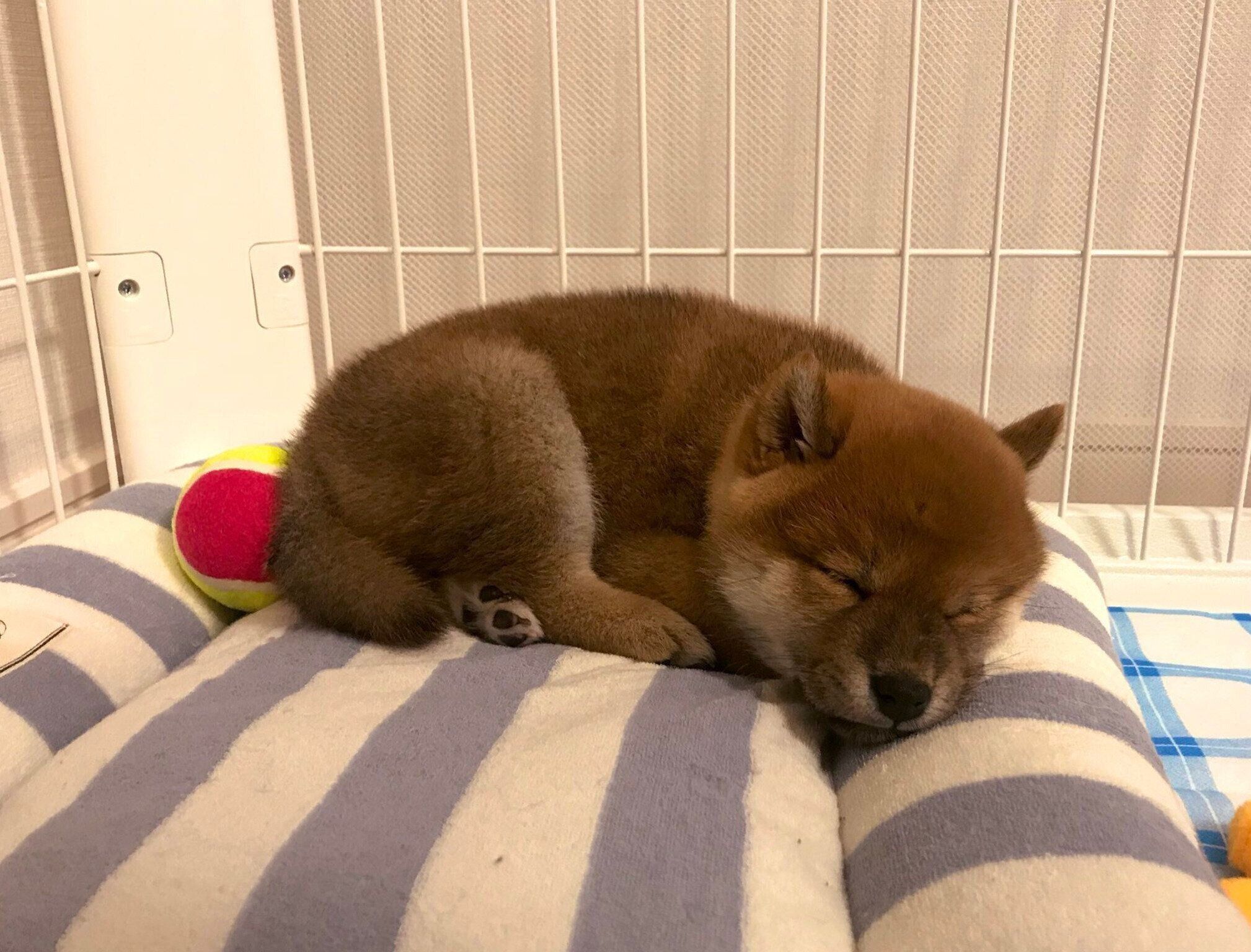 眠るひるねちゃん