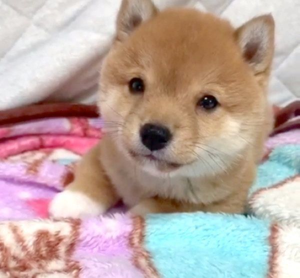 かわいい表情を見せる豆柴