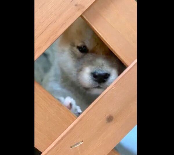 柵の隙間からこちらを見つめる柴犬の子犬