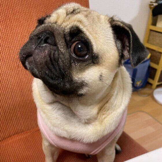 お座りするパグ