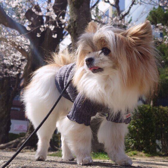 散歩を楽しむプティちゃん