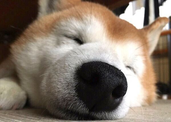 気持ちよさそうに眠るロペさん