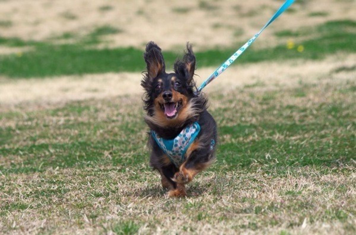 愛犬が葉っぱやつむじ風を追いかけるのはなぜ 犬の驚くべき身体能力に迫る いぬのきもちweb Magazine 愛犬が葉っぱやつむじ風を追いかけるのはなぜ 犬の驚くべき身体能力に迫る いぬのきもちweb Magazine
