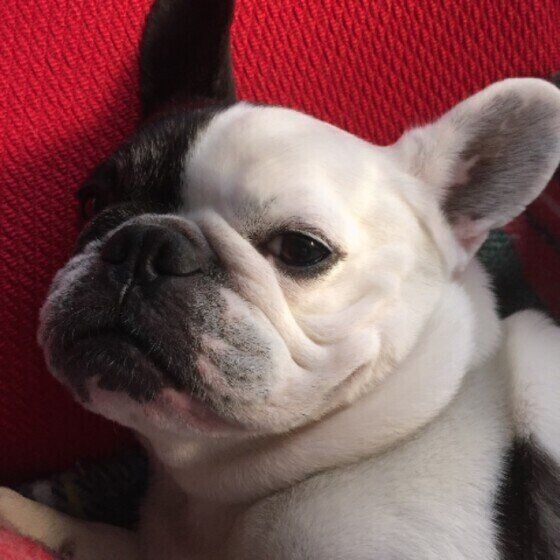 フレンチ・ブルドッグ