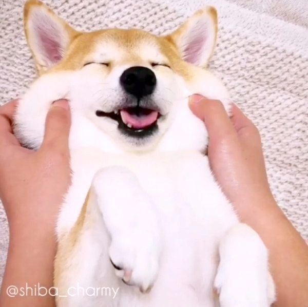 マッサージされるチャーミーちゃん