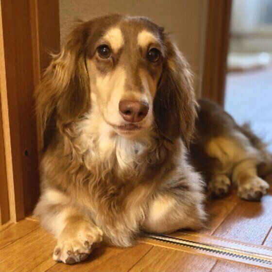 見つめるミニチュア・ダックスフンド