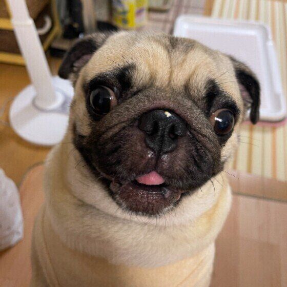 犬に鼻毛はないが 鼻くそ ってつくの 犬の不思議な生態 いぬのきもちweb Magazine