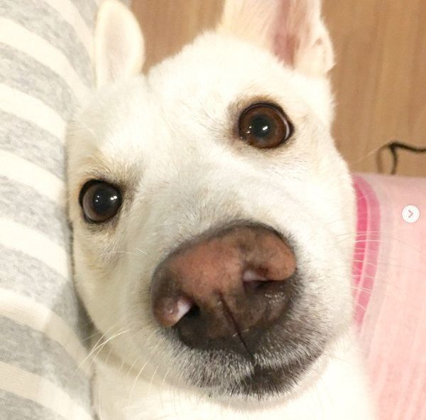 元保護犬・ルルちゃん