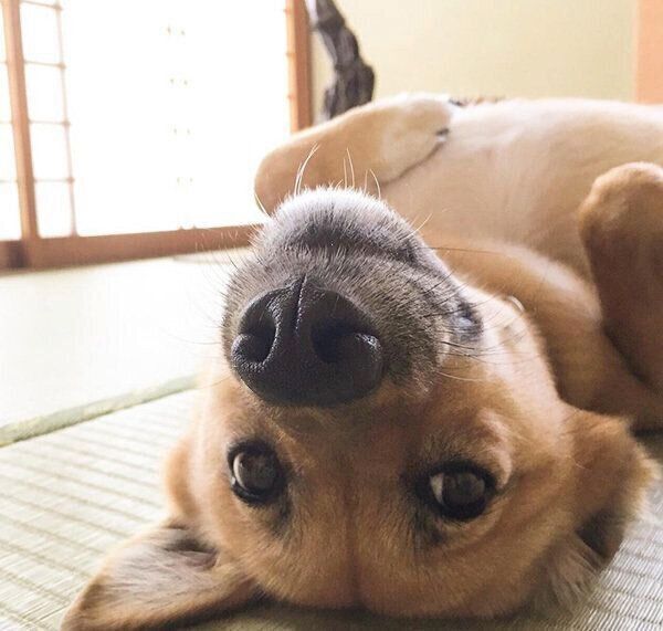 寝転がるこむぎちゃん