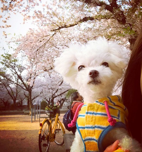 桜を見上げる犬