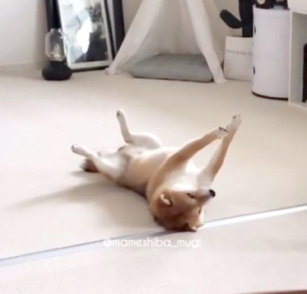 宇宙と交信する豆柴