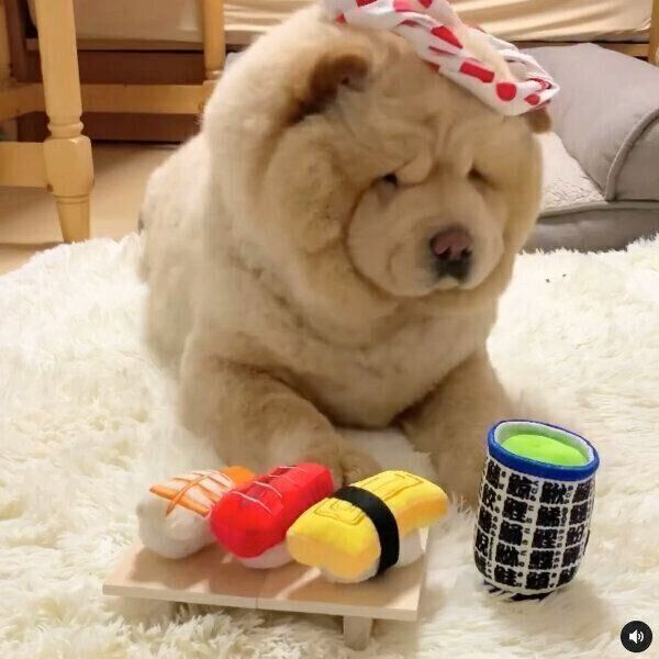 寿司職人に扮したくり蔵くん