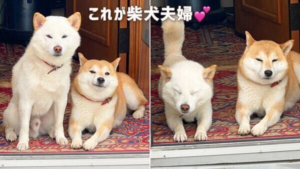 仲良しな柴犬夫婦