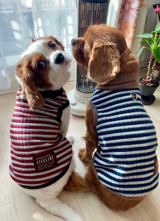 犬が震えるのは病気の可能性も 震える理由と対策を獣医師が解説 いぬのきもちweb Magazine