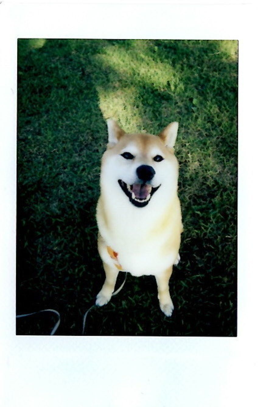 柴犬マロたんをインスタントカメラで撮ってみた デジカメにはない色と空気感を写すのだ いぬのきもちweb Magazine 柴犬マロたんをインスタントカメラで撮ってみた デジカメにはない色と空気感を写すのだ いぬのきもちweb Magazine