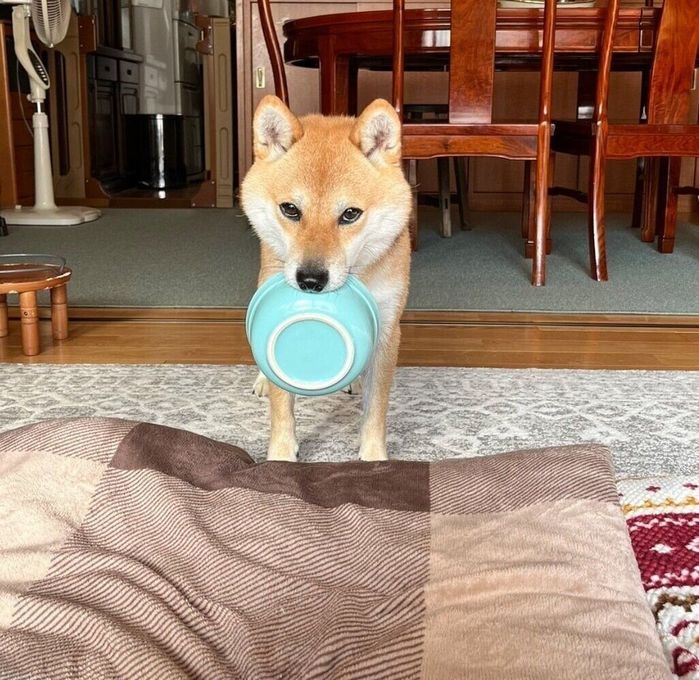 「おかわりください」とアピールする豆太郎くん