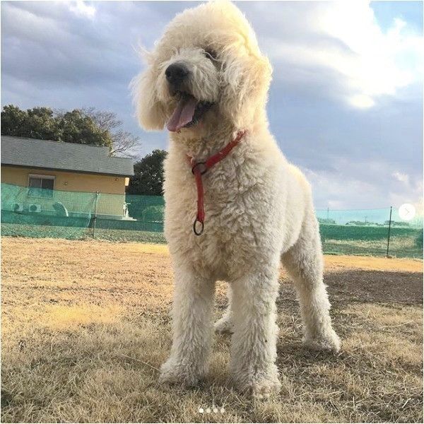 ワンコのプチブロック