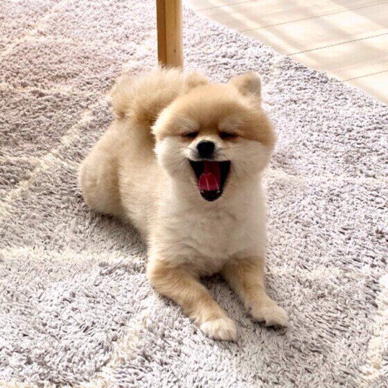 ポメラニアンのこむぎちゃん