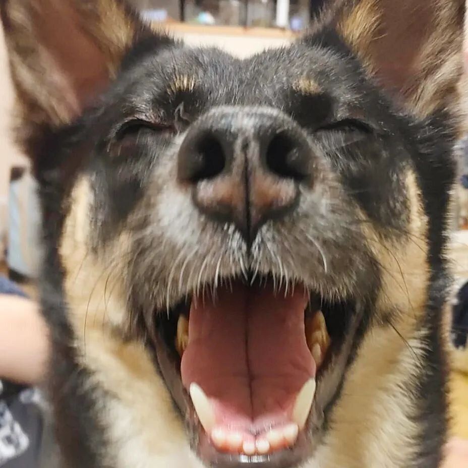 あくび中の神楽ちゃん