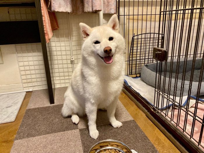 うれしいことがあると目がキラキラと輝くさくらちゃん