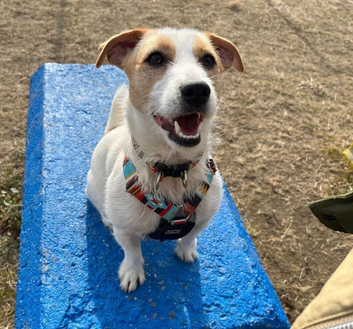 ドッグランで遊ぶかんたくん