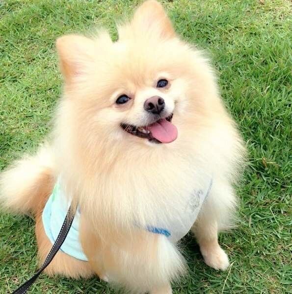 獣医師監修 犬の肝臓病とは 原因や症状 予防法などについて解説 いぬのきもちweb Magazine