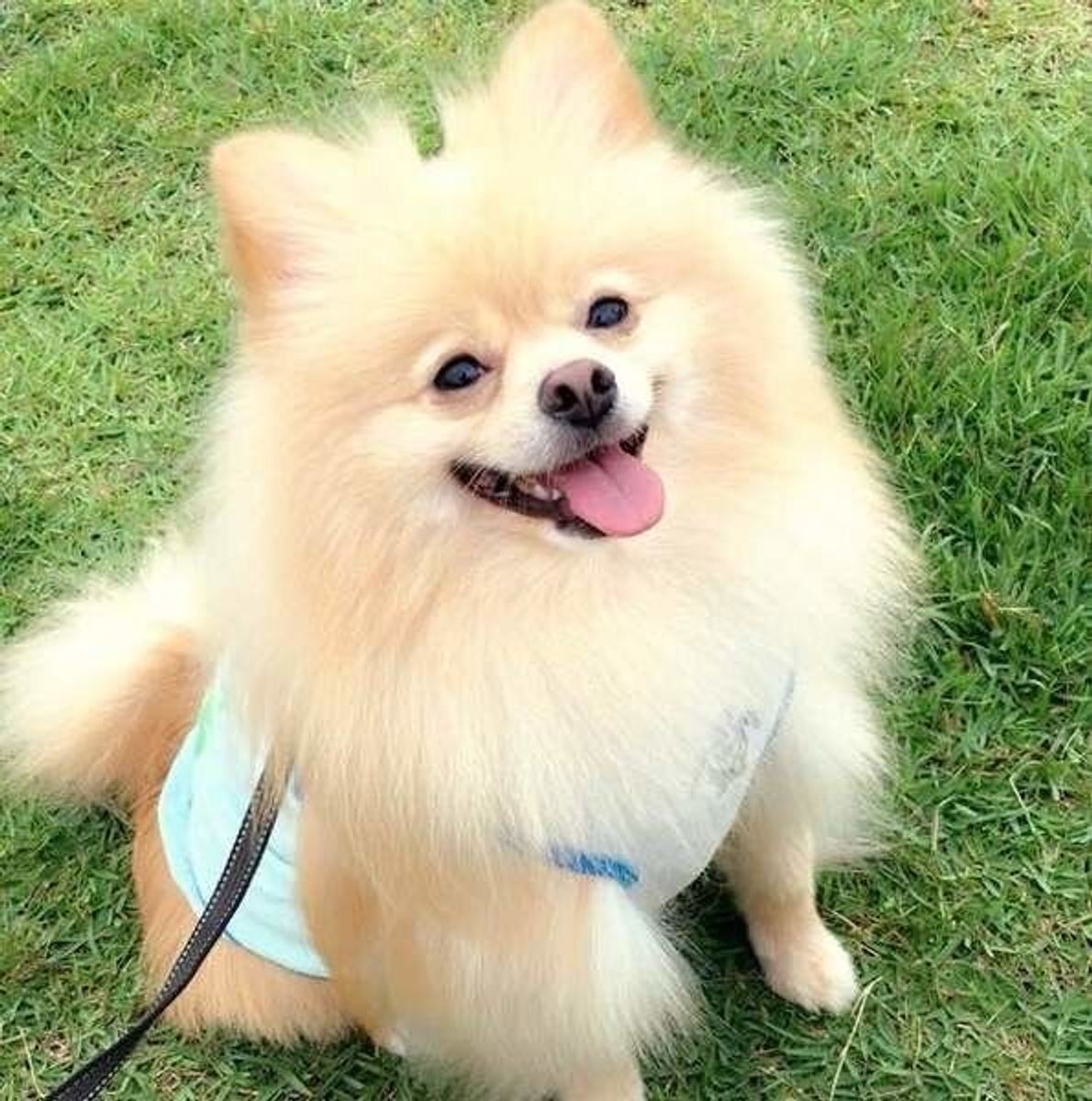 獣医師監修 犬の肝臓病とは 原因や症状 予防法などについて解説 いぬのきもちweb Magazine 獣医師監修 犬の肝臓病とは 原因や症状 予防法などについて解説 いぬのきもちweb Magazine