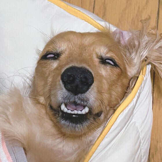 白目で爆睡中のミニチュア・ダックスフンド