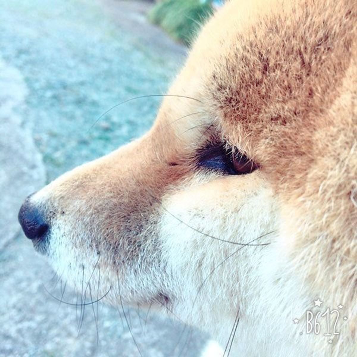 イケメン 美人 えっ どこ見てるの 個性あふれる犬の横顔5選 いぬのきもちweb Magazine イケメン 美人 えっ どこ見てるの 個性あふれる犬の横顔5選 いぬのきもちweb Magazine
