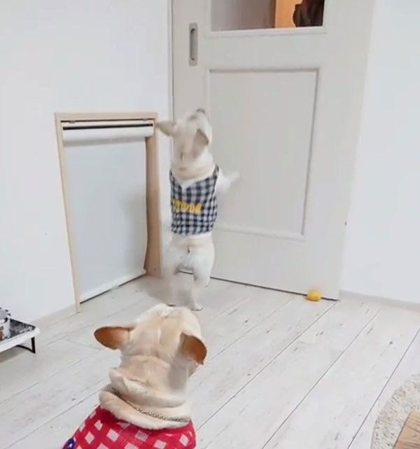 お出迎えするフレンチ・ブルドッグ