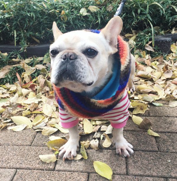 お散歩する豆福ちゃん