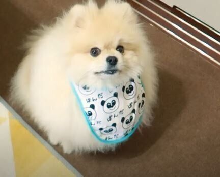 犬　モチちゃん