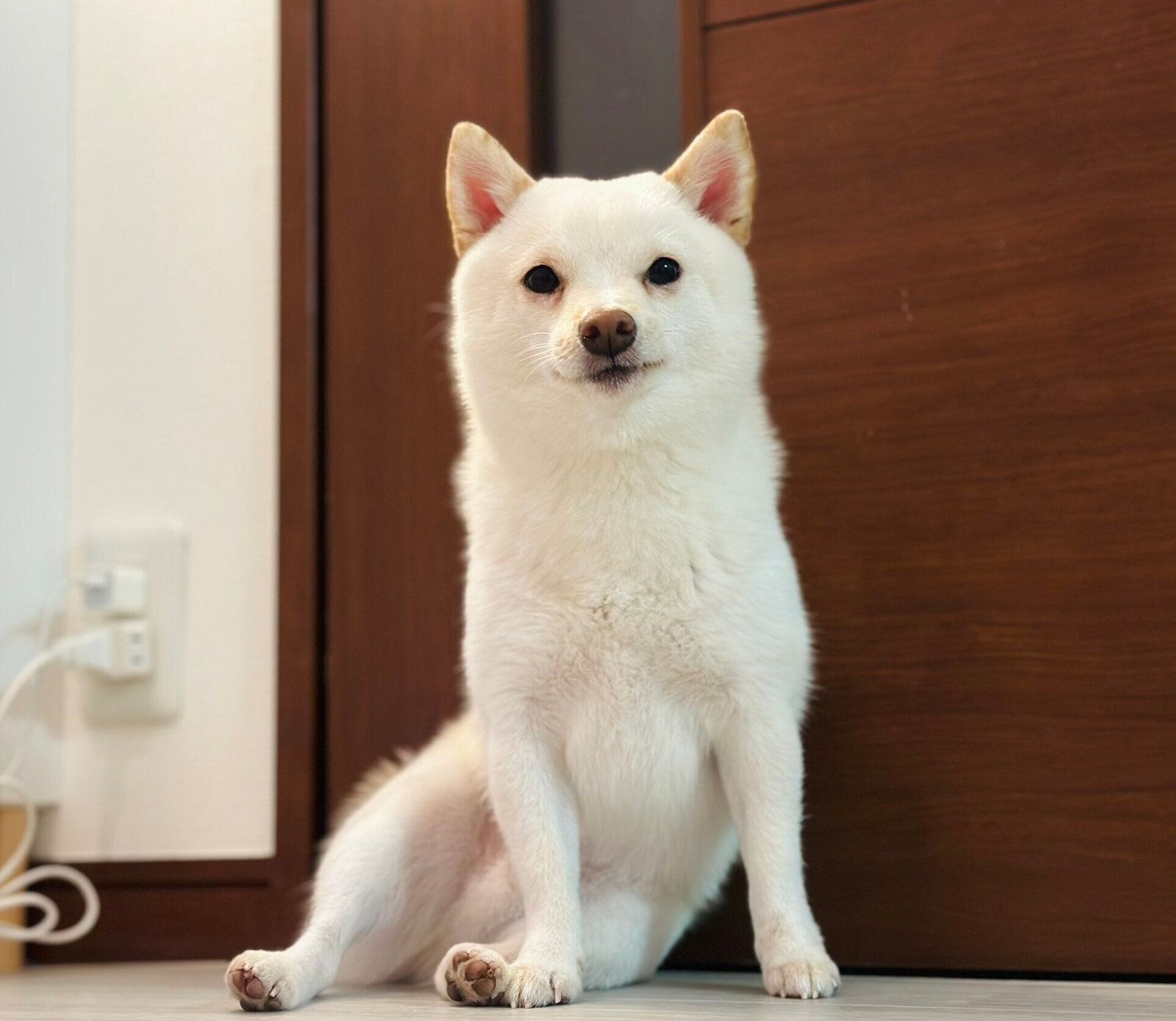 見つめるひばりくん