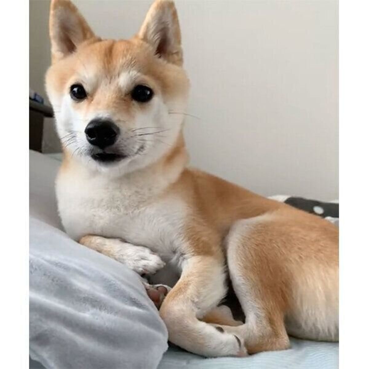 オテ を初成功させた子犬が 抱きしめたくなる可愛さ もうすぐ2才になる成長ぶりにグッとくる いぬのきもちweb Magazine オテ を初成功させた子犬が 抱きしめたくなる可愛さ もうすぐ2才になる成長ぶりにグッとくる いぬのきもちweb Magazine