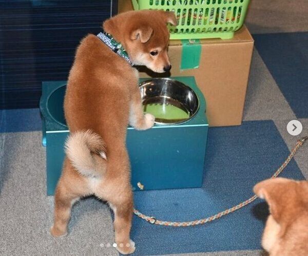 お迎え初日の様子