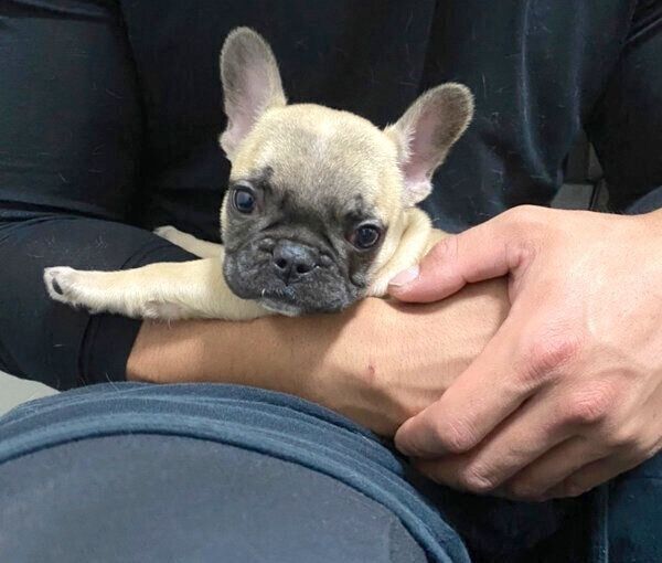 抱っこされる高虎くん