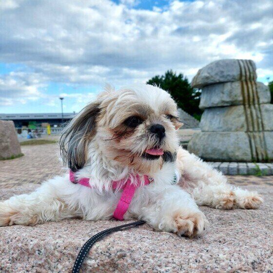 シー・ズーのあずきちゃん