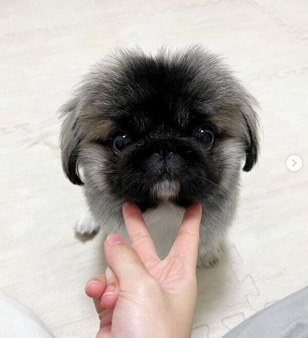 あご乗せするモブくん