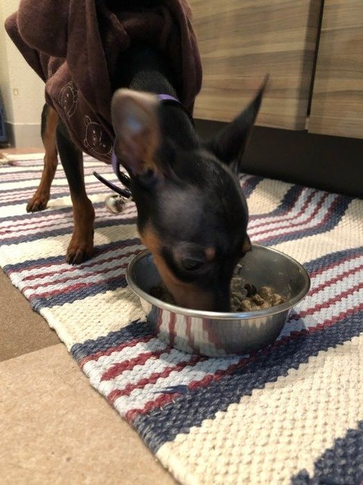 ミニチュア・ピンシャー