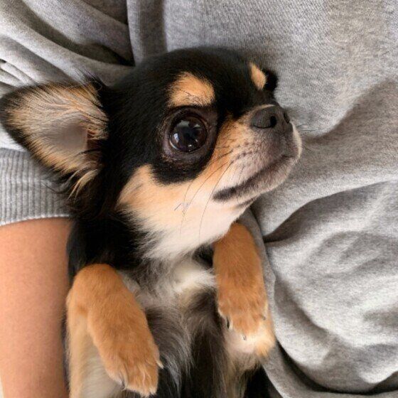 頑固で気が強い？！多頭飼いに向かない3つの犬種