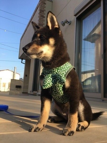唐草模様の服着たオスの柴犬
