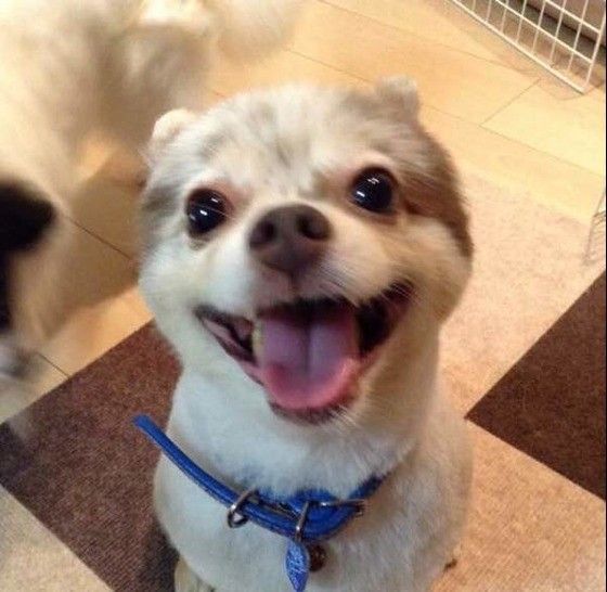 見つめるポメラニアン